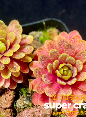 P.emarginata x gypsicola凹瓣石灰岩捕虫堇食虫稀有微景观造景