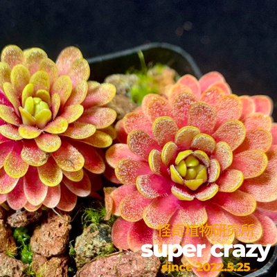 P.emarginata x gypsicola凹瓣石灰岩捕虫堇食虫稀有微景观造景