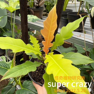 P.Golden ring of fire黄金火之戒蔓绿绒高级感雨林缸造景好养