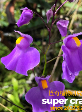 U.longifolia长叶狸藻趣味食虫植物雨林缸微景观生态造景大花喜水