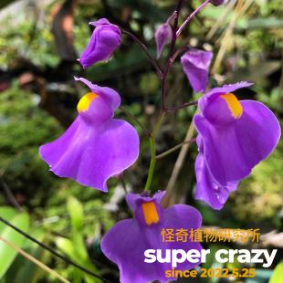U.longifolia长叶狸藻趣味食虫植物雨林缸微景观生态造景大花喜水