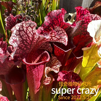 s.judith handle 朱迪思瓶子草食虫植物雨林缸生态景观造景素材