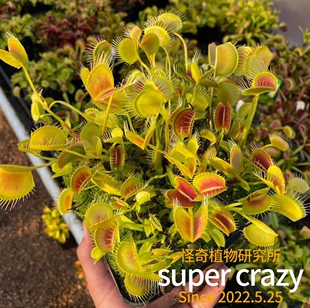 Dionaea.spider 蜘蛛捕蝇草食虫植物生态雨林缸造景