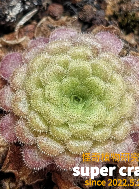 P.colimensis x cyclosecta可里马交圆切捕虫堇雨林缸微景观造景