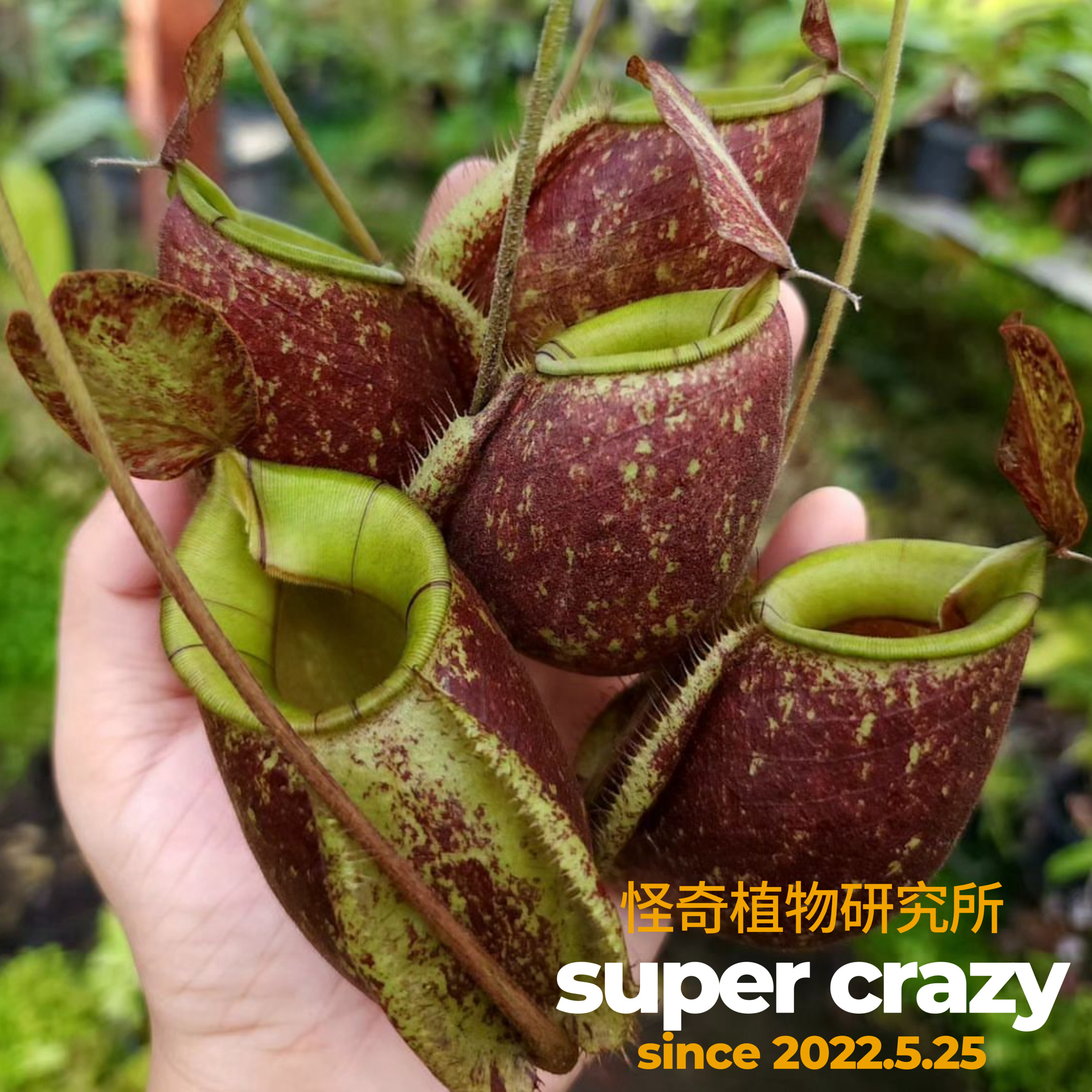 虎克猪笼草苹果交莱佛士食虫植物