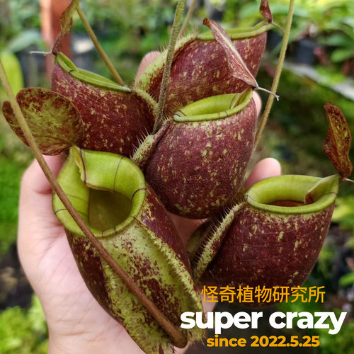 虎克猪笼草苹果交莱佛士食虫植物