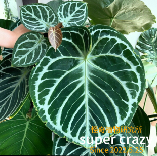 anthurium dorayaki铜锣烧花烛热植高级感雨林缸造景室内观叶好养