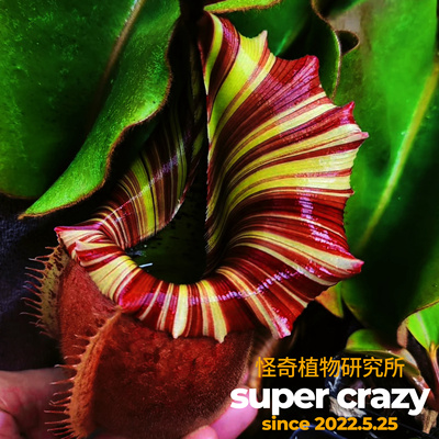 N.veitchii-candy dream 糖果梦维奇cd猪笼草食虫植物