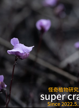 utricularia lateriflora晚花狸藻稀有澳洲品种微景观食虫造景