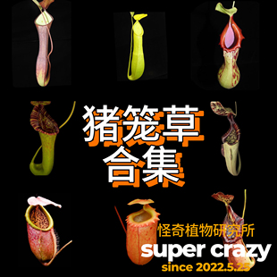 Nepenthes猪笼草合集食虫植物雨林缸微景观造景
