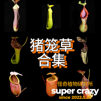 Nepenthes猪笼草合集食虫植物雨林缸微景观造景