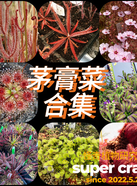 Drosera茅膏菜合集食虫植物雨林缸微景观造景虫子杀手趣味植物