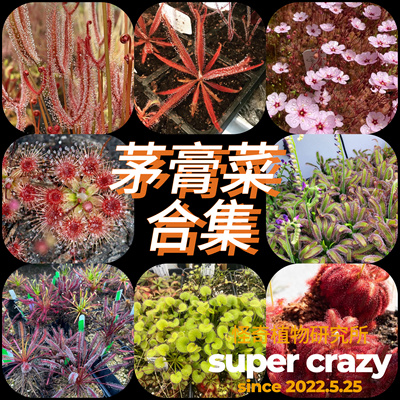 Drosera茅膏菜合集食虫植物雨林缸微景观造景虫子杀手趣味植物