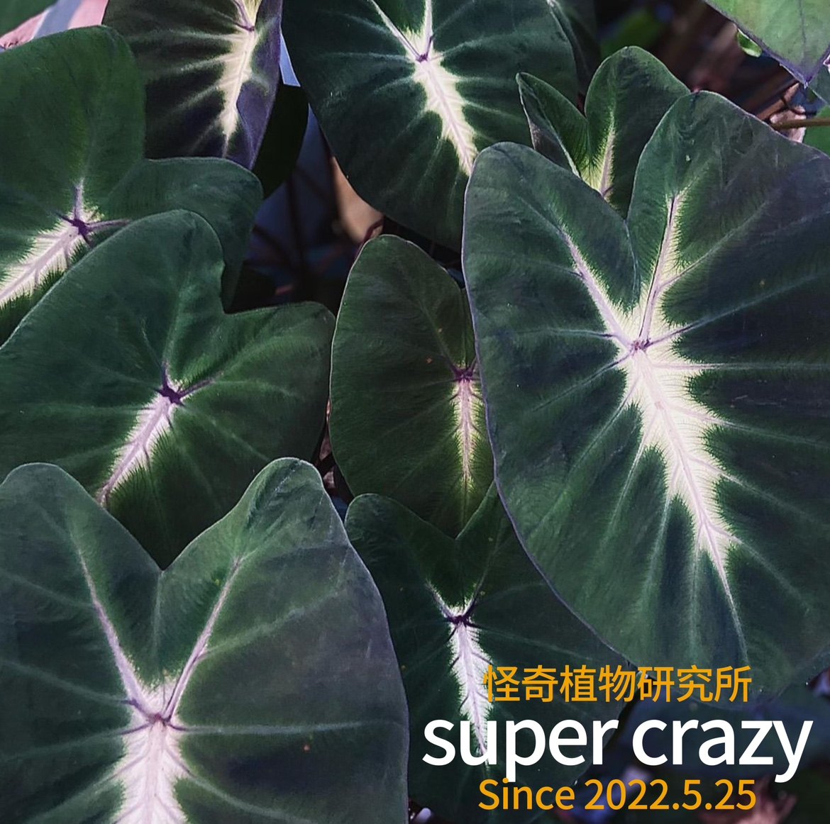 colocasia tropical storm热带风暴海芋网红热植庭院造景