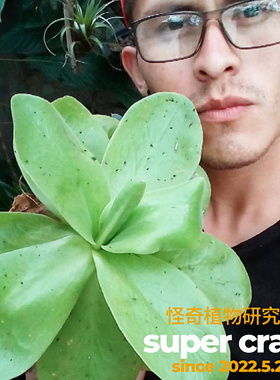 P.gigantea紫花巨大捕虫堇超大尺寸食虫植物微景观雨林缸造景