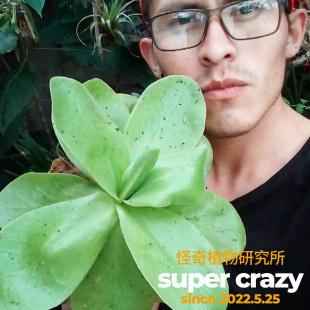 P.gigantea紫花巨大捕虫堇超大尺寸食虫植物微景观雨林缸造景