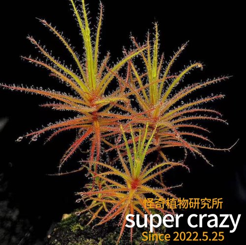R.gorgonias美杜莎捕虫树食虫植物茅膏菜捕蝇草造景雨林缸微景观