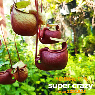 N.viking维京海盗猪笼草实生苗趣味食虫植物