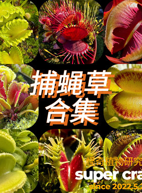 捕蝇草合集趣味食虫植物微景观雨林缸生态造景素材