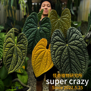 Anthurium Luxurians奢华花烛热植稀有品种高级感推荐雨林缸造景