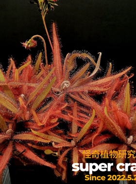 Drosera adelae 阿帝露茅膏菜食虫植物盆栽食虫草驱蚊大型超大