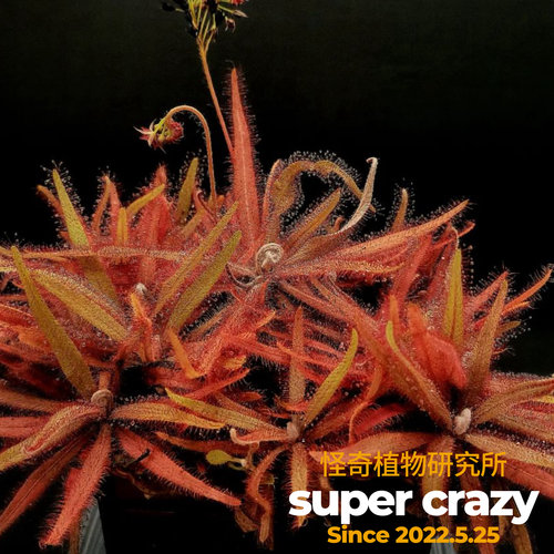 Drosera adelae 阿帝露茅膏菜食虫植物盆栽食虫草驱蚊大型超大