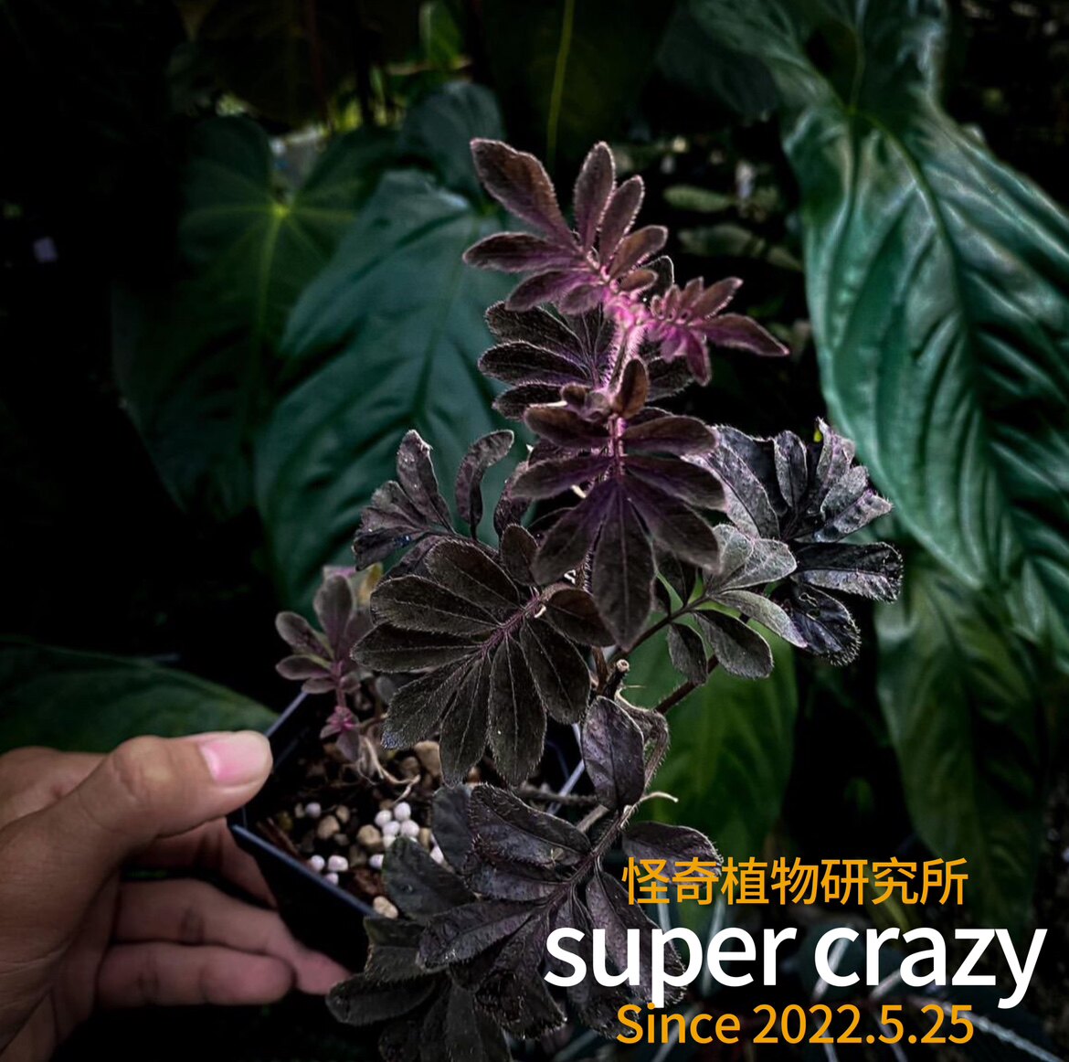 Solanum uleanum 厄瓜多尔紫茄雨林缸造景爬藤ins风网红植物