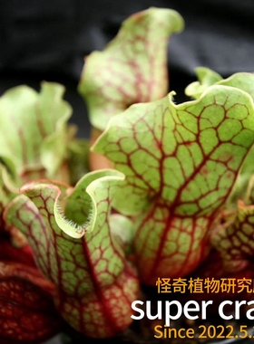 Sarracenia purpurea紫瓶子草食虫植物雨林缸生态微景观造景
