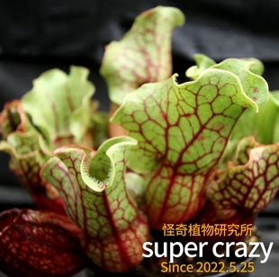 Sarracenia purpurea紫瓶子草食虫植物雨林缸生态微景观造景