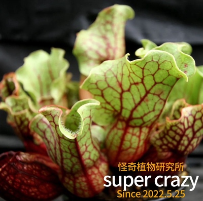 Sarracenia purpurea紫瓶子草食虫植物雨林缸生态微景观造景