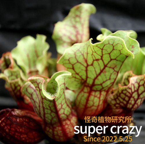 Sarracenia purpurea紫瓶子草食虫植物雨林缸生态微景观造景