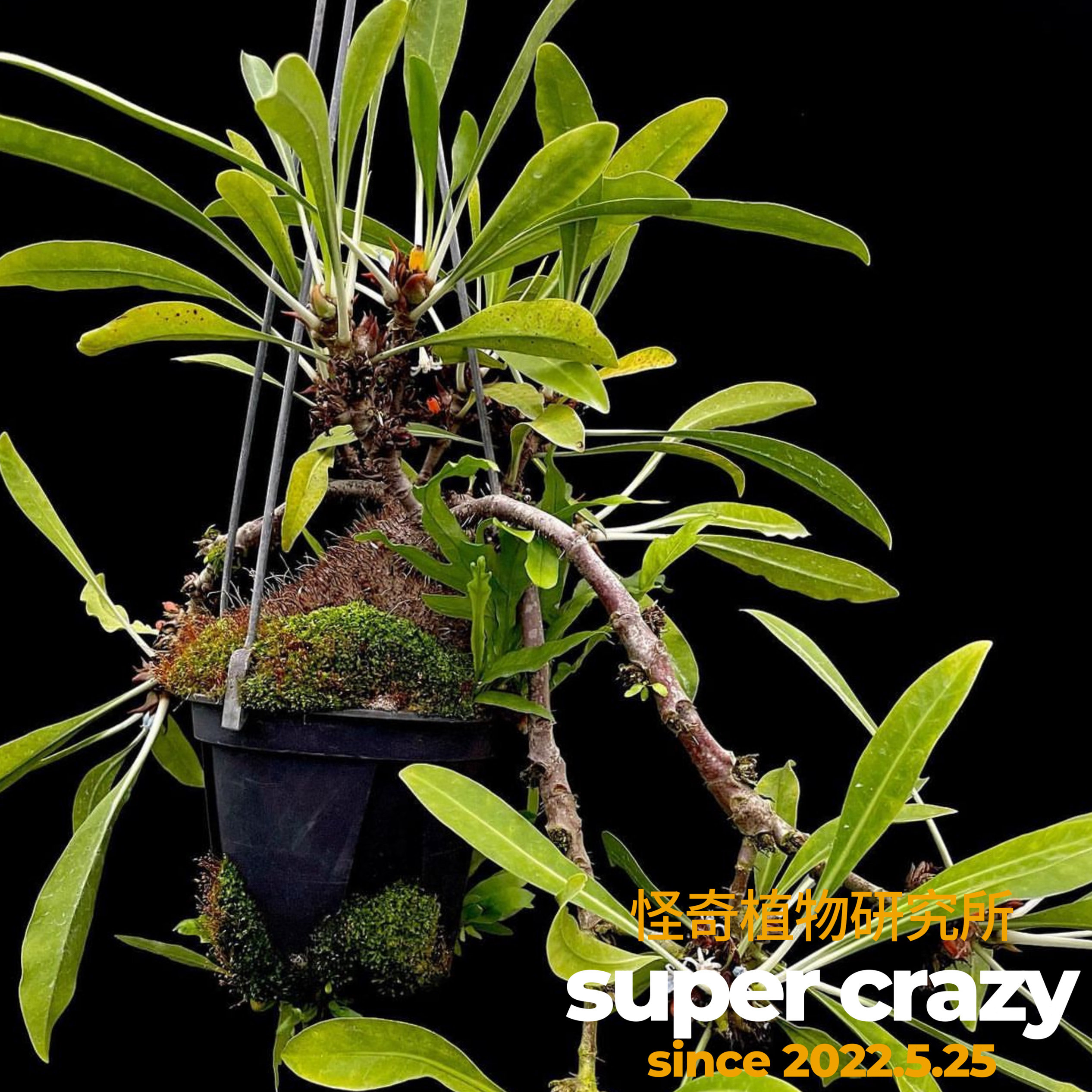 Myrmephytum beccarii毕氏蚁窝花蚁栖植物