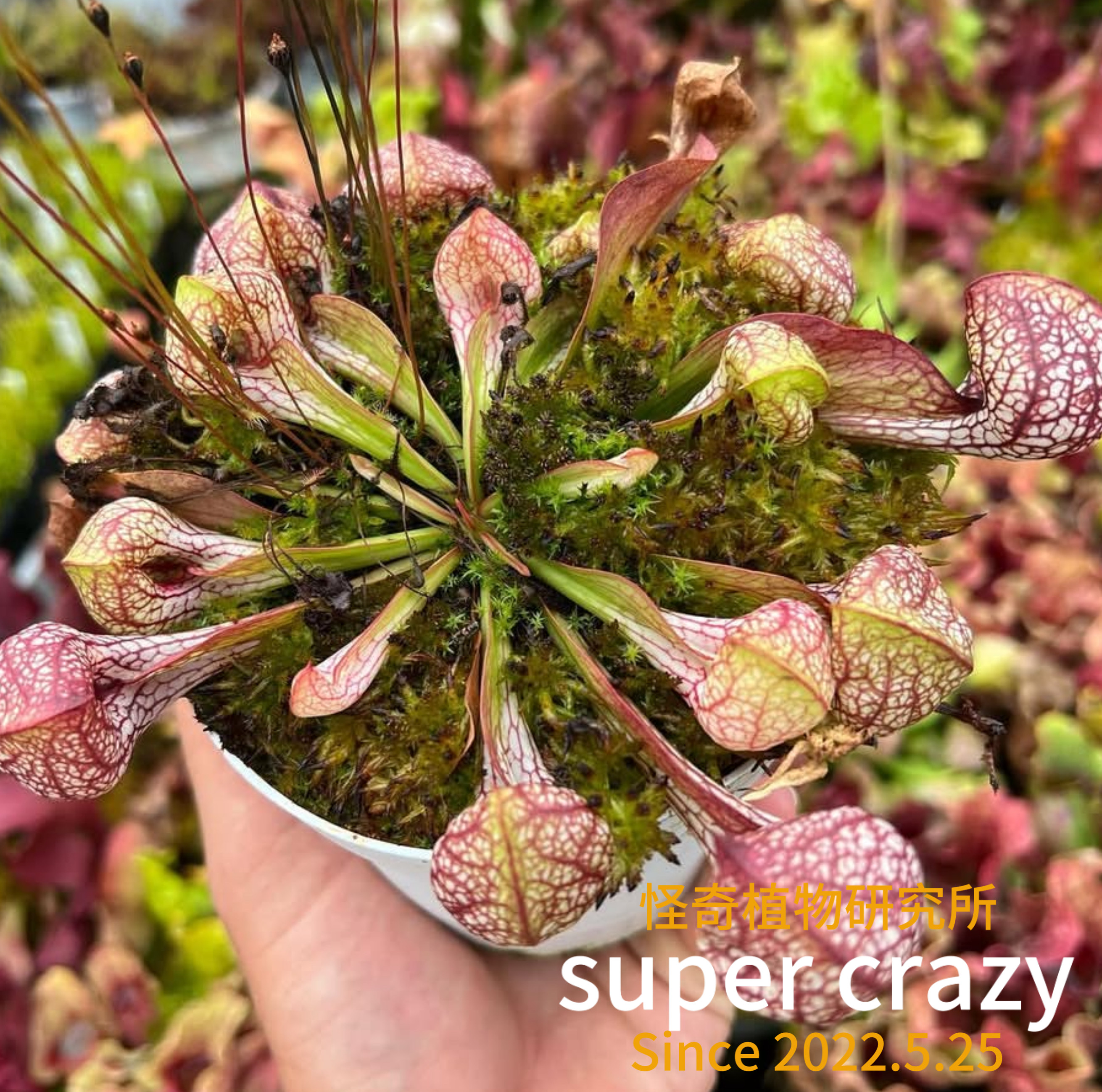 S.psittacina鹦鹉瓶子草食虫植物微景观雨林缸玻璃造景好养,鲜花速递/花卉仿真/绿植园艺,食虫植物,淘宝优惠券,粉丝福利购,淘宝优惠卷