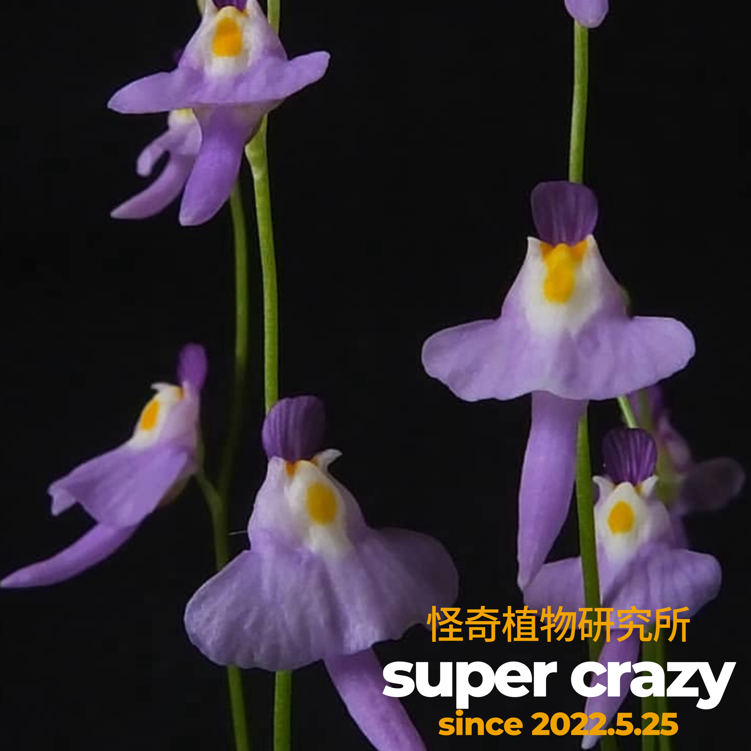 U.warburgii瓦堡狸藻食虫植物盆栽雨林缸微景观造景素材
