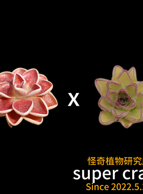 pinguicula ehlersiae x kondoi红爱兰交近藤捕虫堇