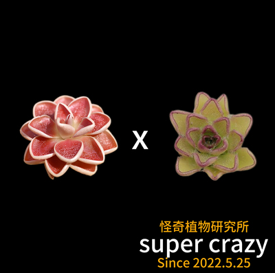 pinguicula ehlersiae x kondoi红爱兰交近藤捕虫堇