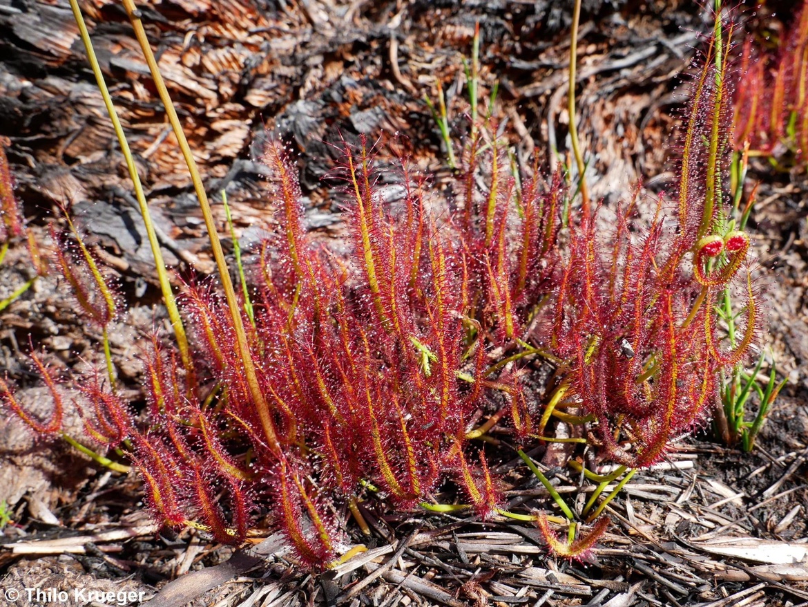 Drosera binata 叉叶茅膏菜 食虫植物