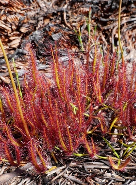 Drosera binata 叉叶茅膏菜 食虫植物
