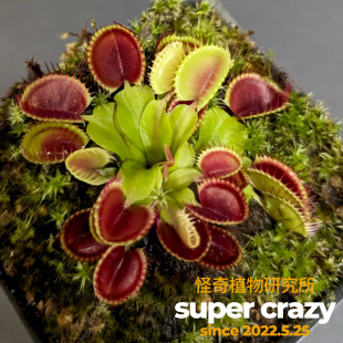 D. cupped trap杯夹捕蝇草趣味食虫植物经典品种微景观生态缸造景