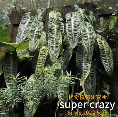 Anthurium Veitchii火鹤王花烛热植室内绿植盆栽雨林缸造景