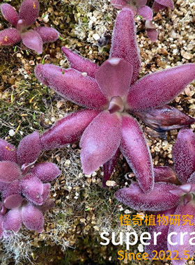 Pinguicula marciano马尔恰诺捕虫堇食虫植物微景观雨林造景