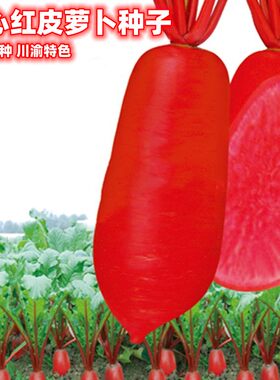 红心萝卜种子四川特色种红皮红肉