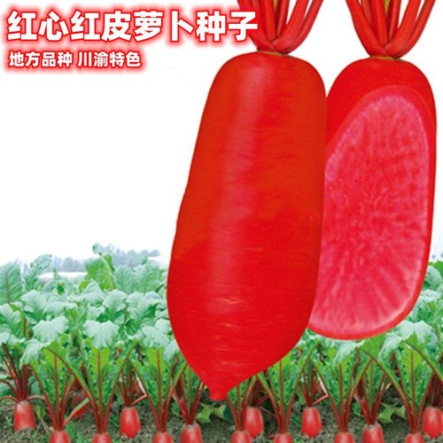 红心萝卜种子四川特色种红皮红肉