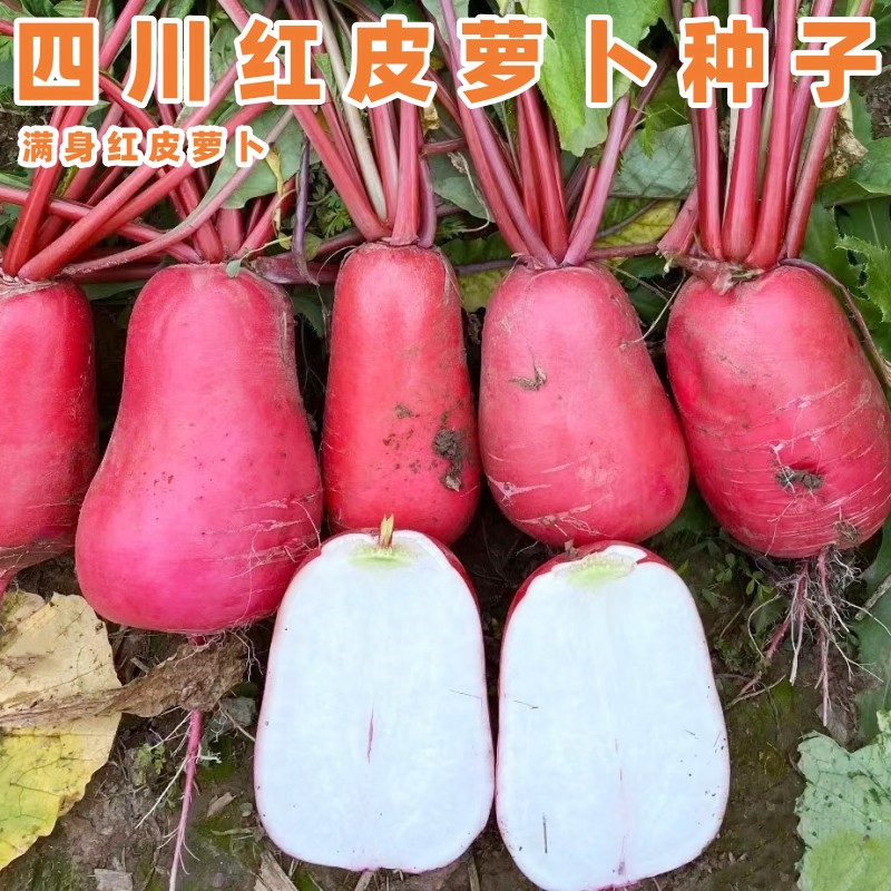 红萝卜种子满身红皮白心肉萝卜籽胭脂红萝卜四川夏秋季田园蔬菜孑