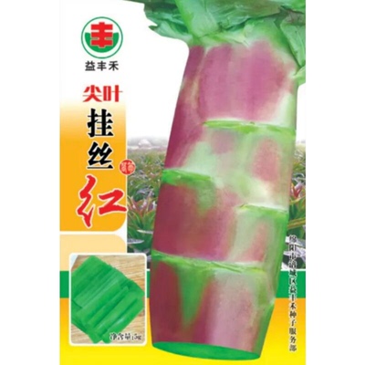 四川莴笋种子挂丝红紫红莴笋种籽