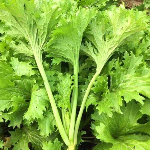 四川香叶芥菜种籽小青菜蔬菜种子