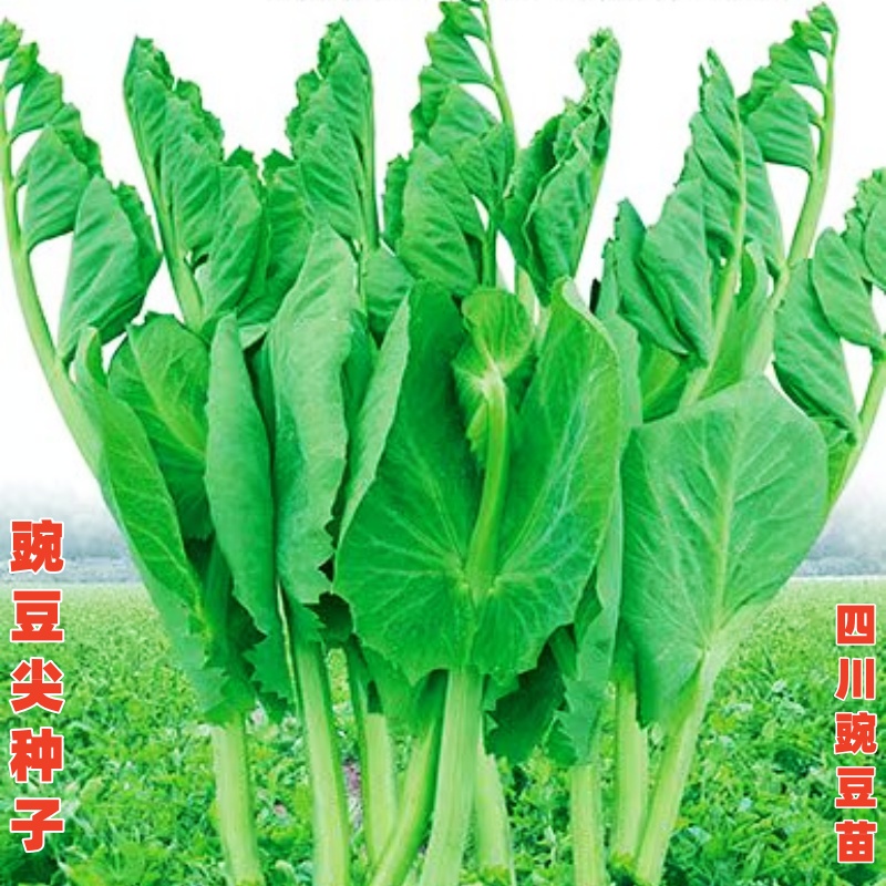 四川无须豌豆尖种子豌豆苗菜种籽