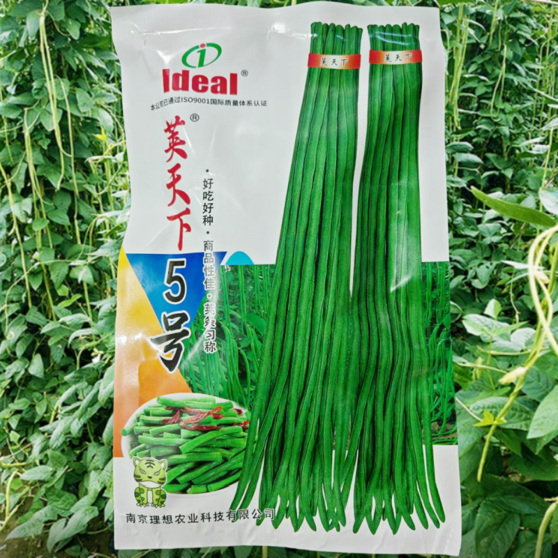 荚天下5号豇豆种子长豇豆角种籽