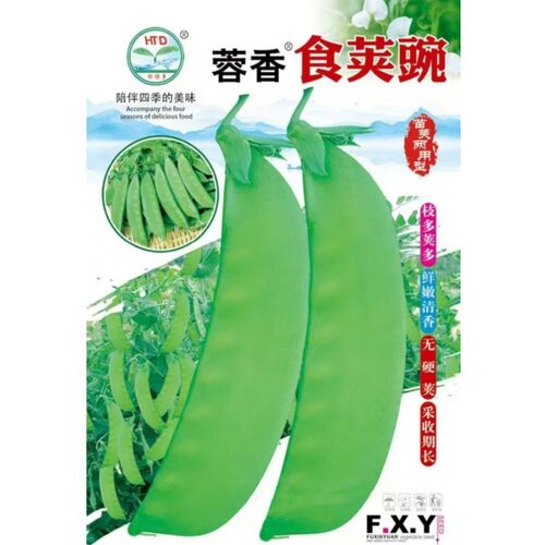 荷兰豆大菜豌种子食荚大菜豌种籽