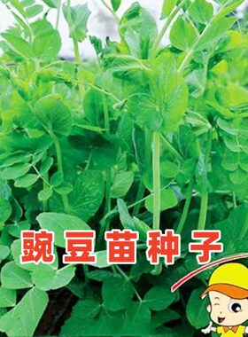 四川豌豆苗种籽豌豆尖种子蔬菜孑